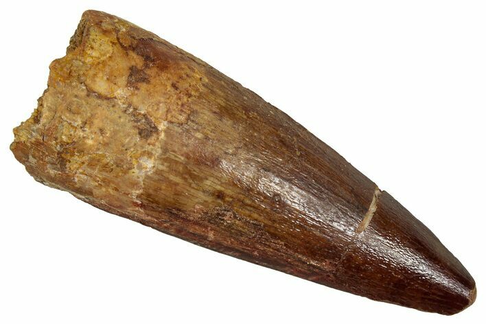 Fossil Spinosaurus Tooth - Real Dinosaur Tooth #356815